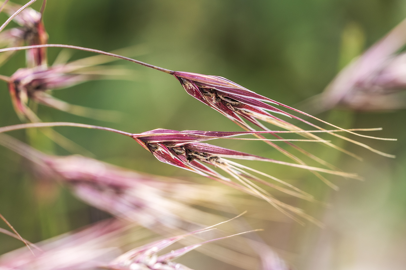 Image of familia Poaceae specimen.