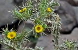 Scolymus maculatus
