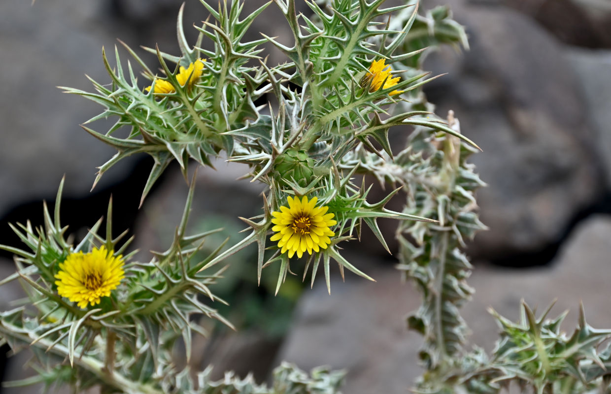 Image of Scolymus maculatus specimen.