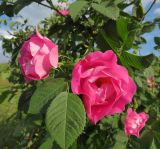 род Rosa