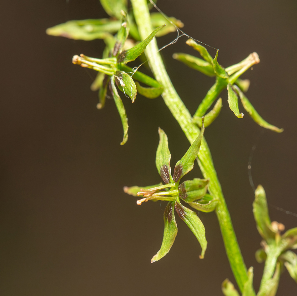 Изображение особи Veratrum anticleoides.
