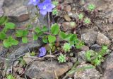 genus Veronica. Побег. Турция, ил Артвин, окр. монастыря Парехи, левый борт долины, край скальной тропы (справа обрыв, слева отвес). 12 июня 2026 г.