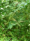 Carex sylvatica. Верхние части плодоносящих побегов. Краснодарский край, муниципальное образование город-курорт Сочи, Адлерский р-н, Кудепстинский сельский округ, окр. пос. Дубравный, Кудепстинский дендропарк, широколиственный лес. 05.07.2024.