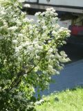 genus Spiraea. Цветущее растение. Республика Молдова, муниципалитет Кишинёв, на улице. 17 мая 2026 г.