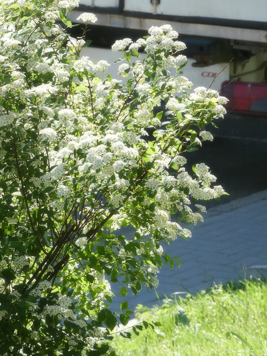 Image of genus Spiraea specimen.