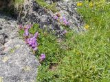 genus Astragalus. Куртинки цветущих растений. Кабардино-Балкария, Черекский р-н, окр. оз. Гийбашкёль, ≈ 3200 м н.у.м., моренные отложения, в скальной расщелине. 29.07.2026.
