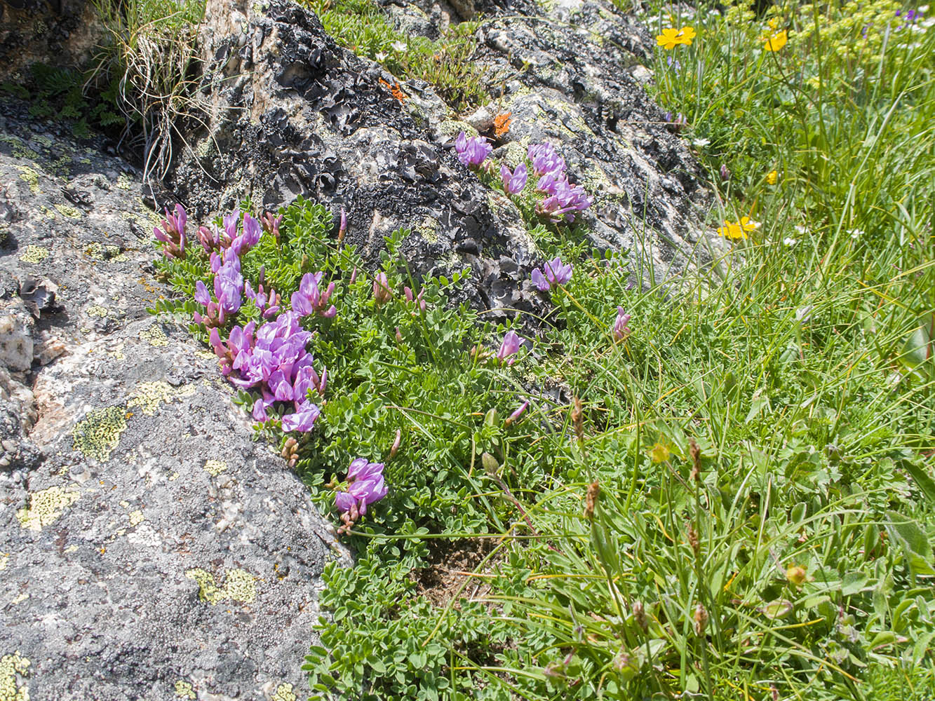 Image of Astragalus levieri specimen.