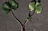 Ranunculus fallax