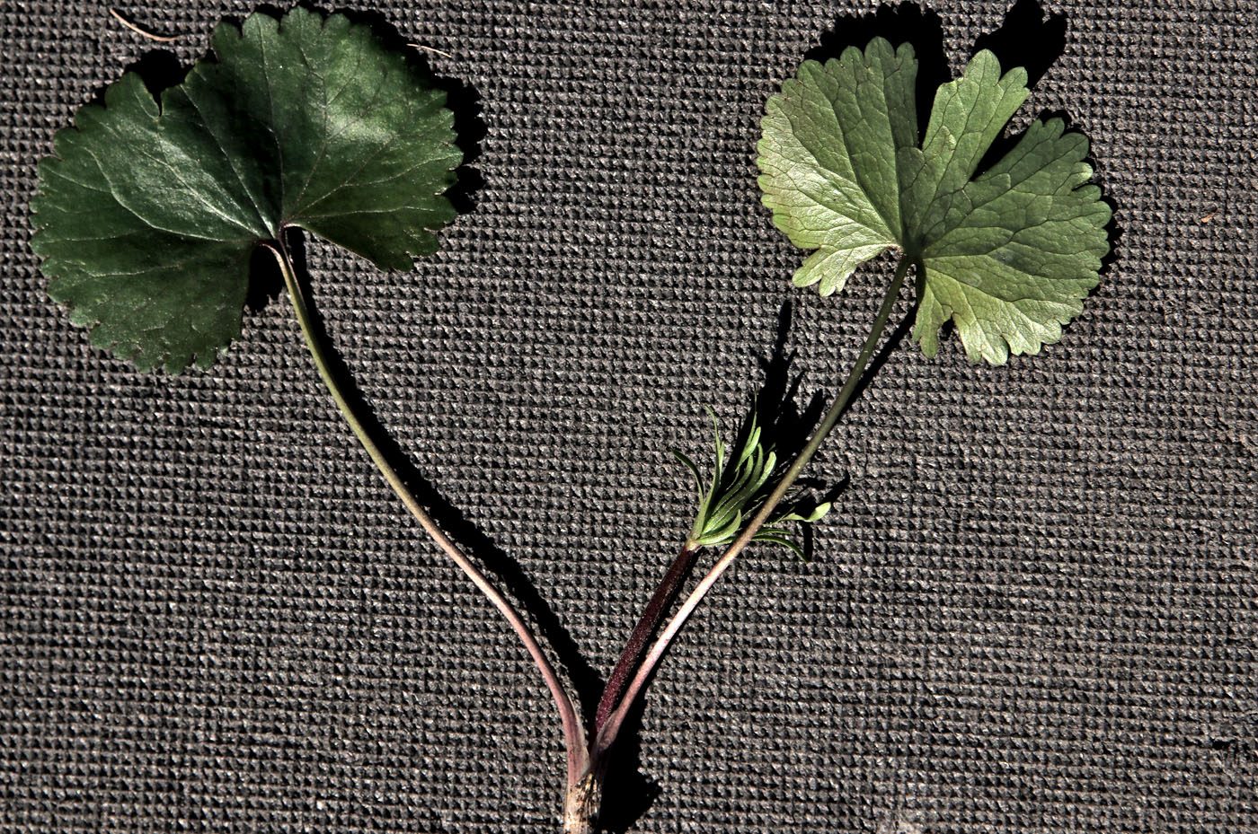 Image of Ranunculus fallax specimen.