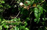 Rosa sempervirens