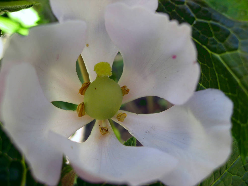 Изображение особи Sinopodophyllum hexandrum.