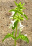 Stachys annua. Соцветие. Чувашия, г. Козловка, Куйбышевское водохранилище, песчаное прибрежье. 23.09.2009.