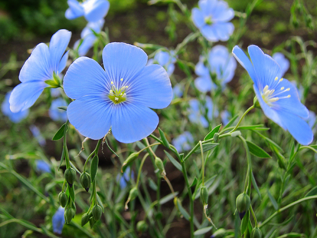 Изображение особи род Linum.