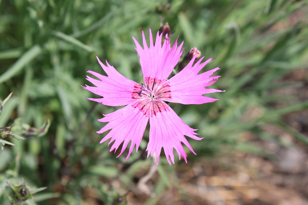 Image of Dianthus versicolor specimen.
