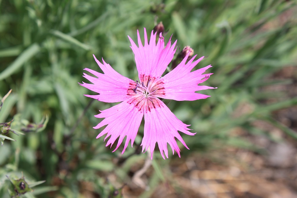 Изображение особи Dianthus versicolor.