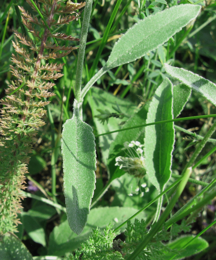 Image of genus Veronica specimen.