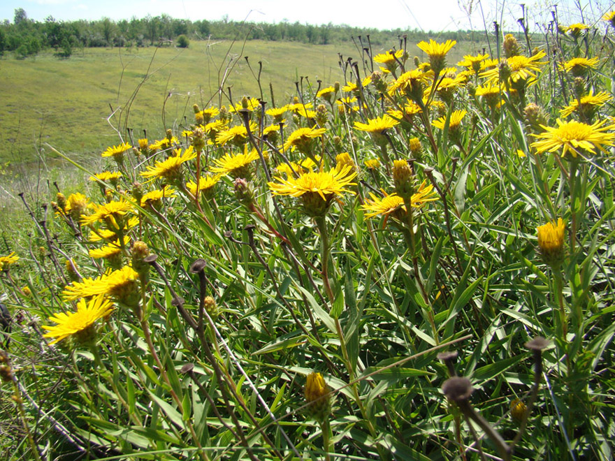 Image of Inula ensifolia specimen.