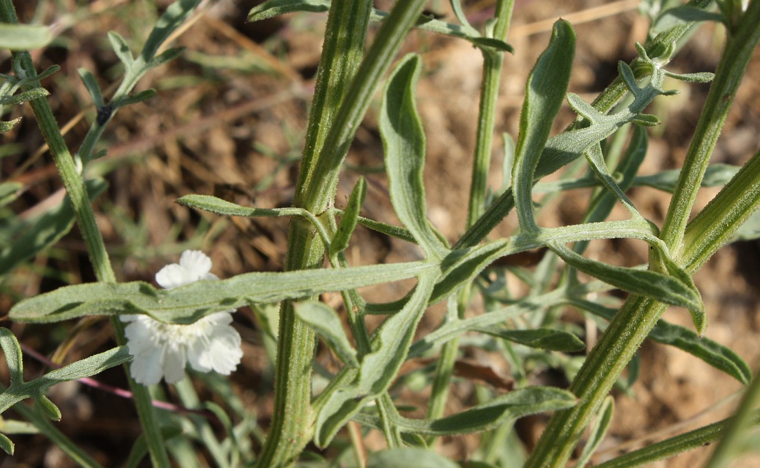 Image of Centaurea salonitana specimen.