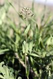 Microthlaspi perfoliatum. Цветущее и плодоносящее растение. Таджикистан, горы Рангон. 13.04.2011.