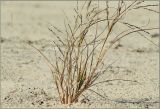 Eragrostis amurensis. Основание побегов. Чувашия, г. Шумерля, берег р. Сура в районе городского пляжа. 29 августа 2011 г.