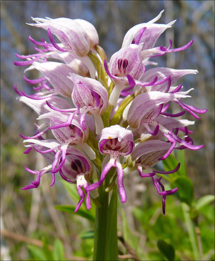 Изображение особи Orchis simia.