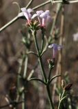 Asperula diminuta