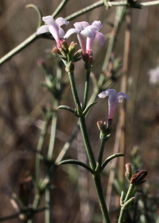Image of Asperula diminuta specimen.