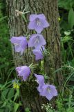 Campanula persicifolia. Соцветие. Санкт-Петербург, Дудергофские высоты, широколиственный лес. 26.07.2008.