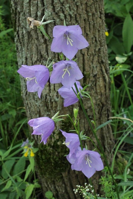 Image of Campanula persicifolia specimen.