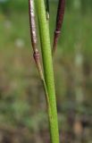 Arabis borealis