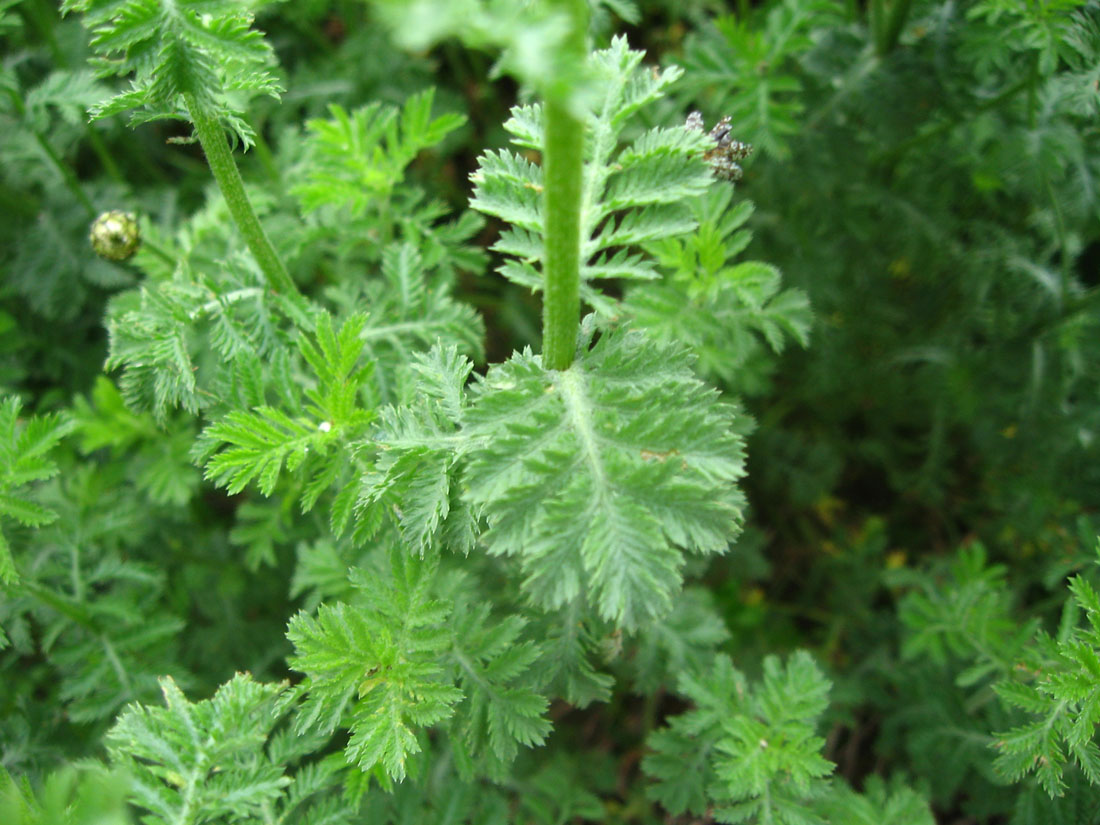 Изображение особи Anthemis melanoloma.