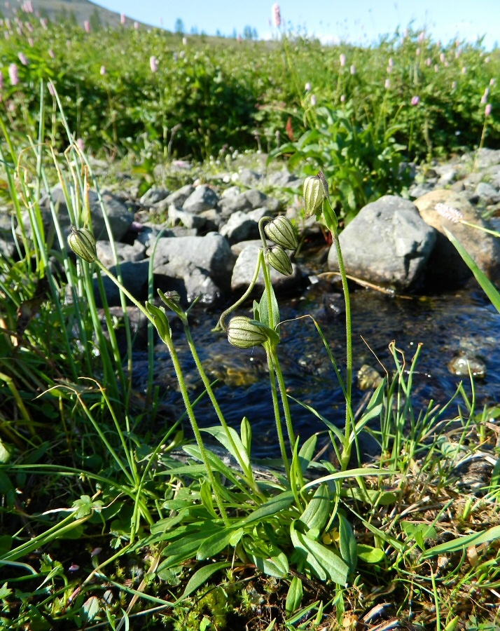 Image of Gastrolychnis uralensis specimen.