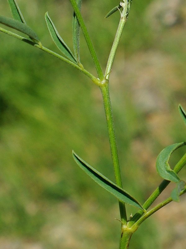 Image of Hedysarum taschkendicum specimen.
