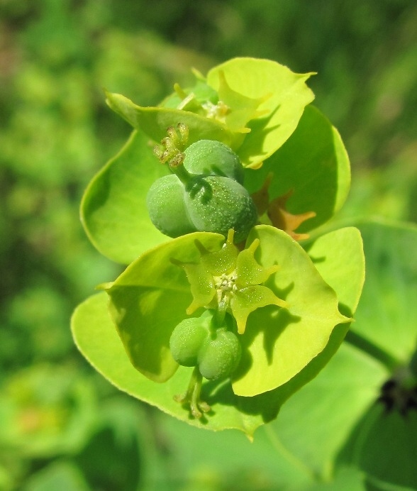 Изображение особи Euphorbia borodinii.