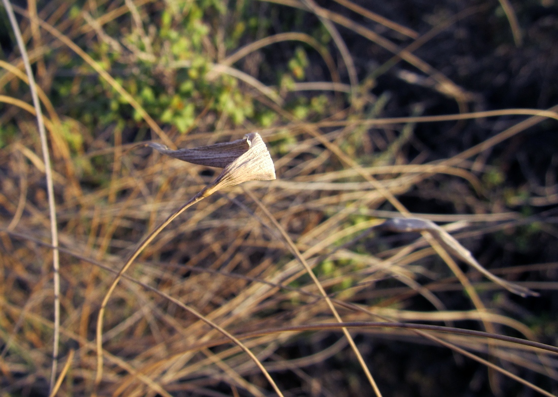 Image of Lygeum spartum specimen.