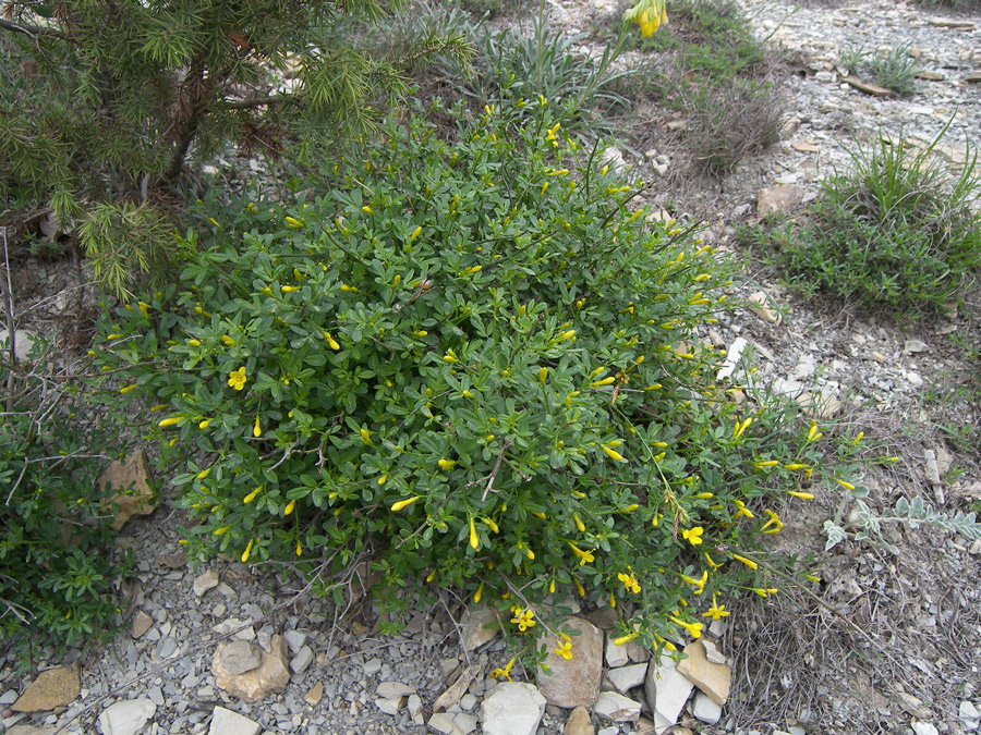 Image of Jasminum fruticans specimen.