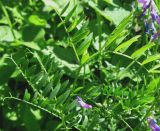 Vicia tenuifolia. Верхушка побега. Крым, окр. Ялты, гора Лапата, каменистый склон яйлы. 9 июля 2011 г.