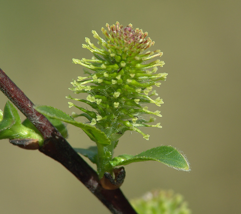 Image of Salix myrsinifolia specimen.