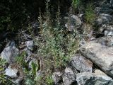 Artemisia leucophylla