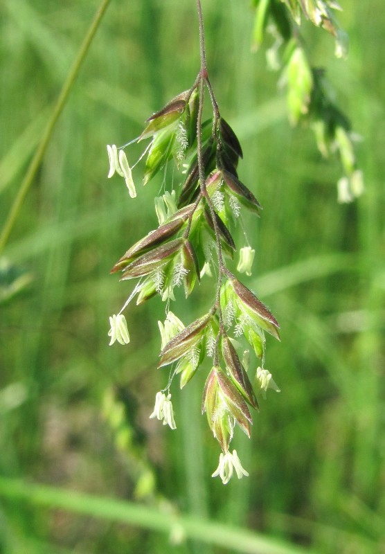 Image of Poa trivialis specimen.