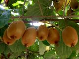 Actinidia разновидность deliciosa