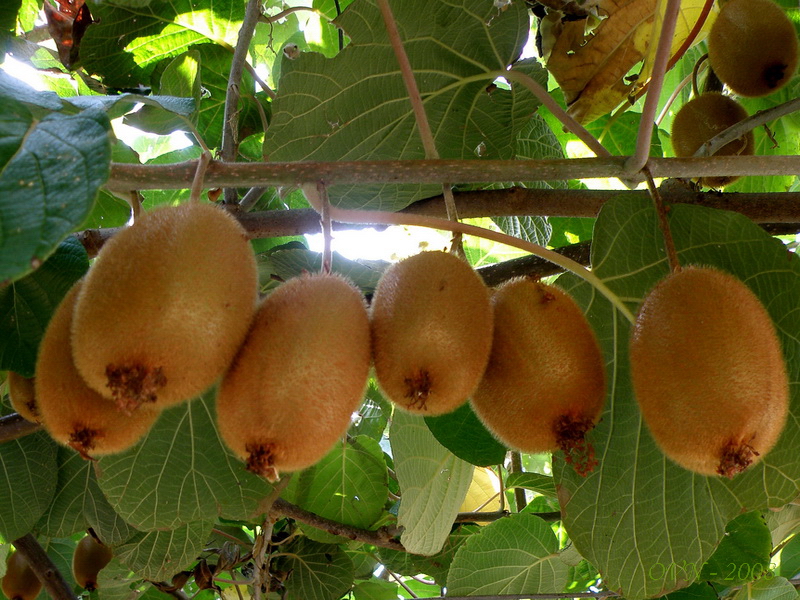 Image of Actinidia chinensis var. deliciosa specimen.