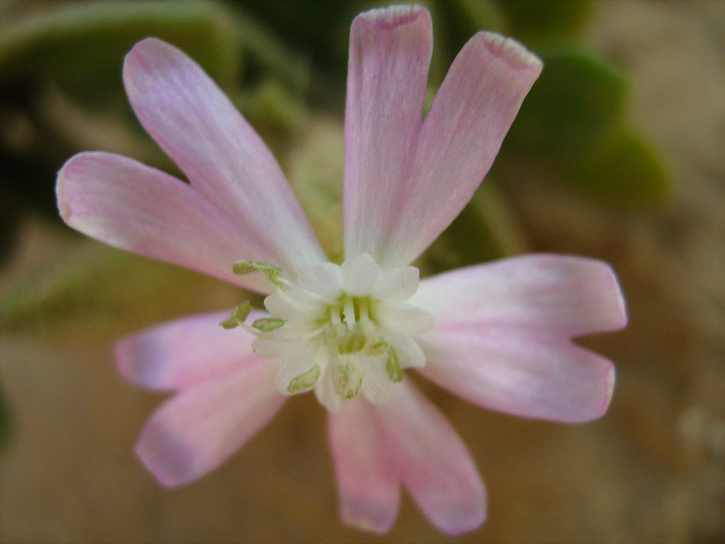 Изображение особи Silene succulenta.