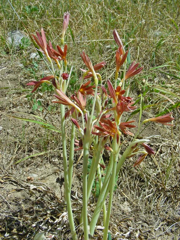 Изображение особи Ungernia sewerzowii.