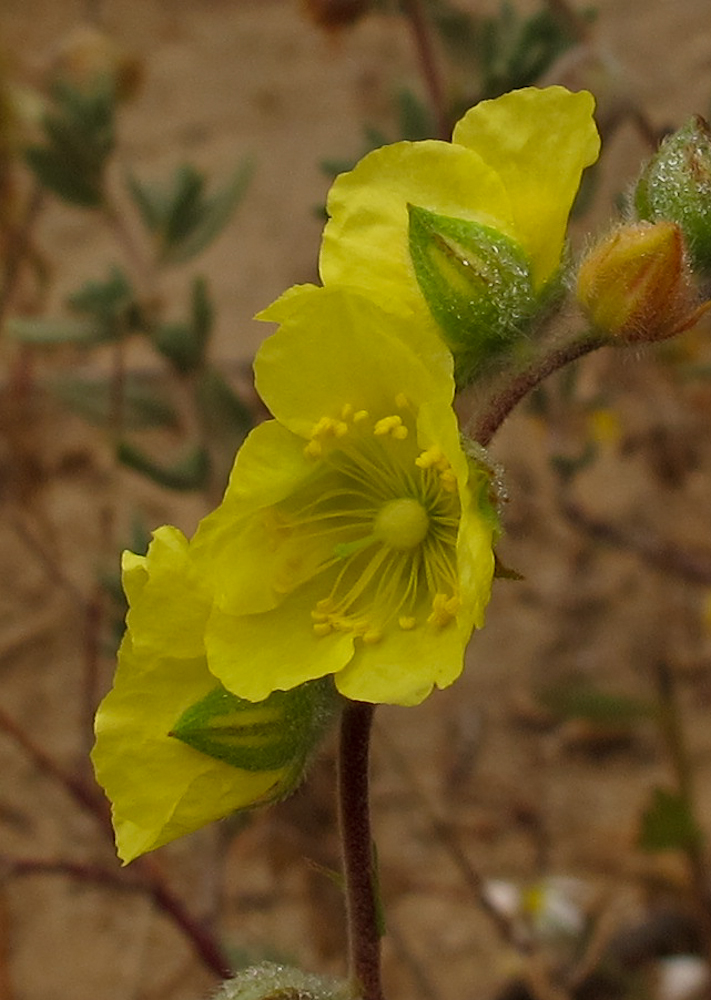 Image of Helianthemum stipulatum specimen.