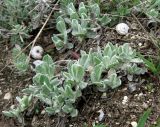 Helichrysum arenarium