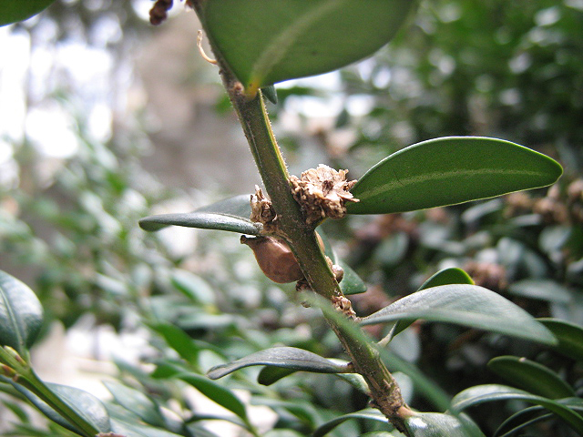 Изображение особи Buxus sempervirens.