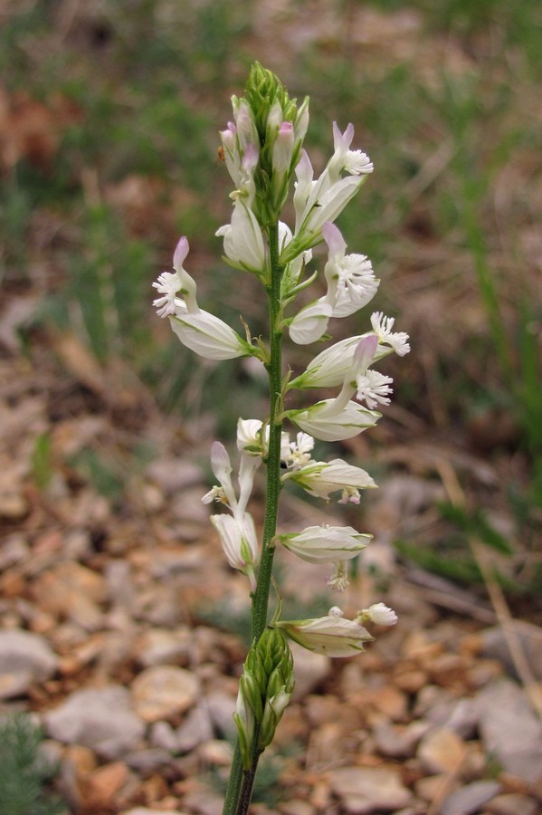 Image of Polygala major specimen.
