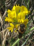 Medicago falcata