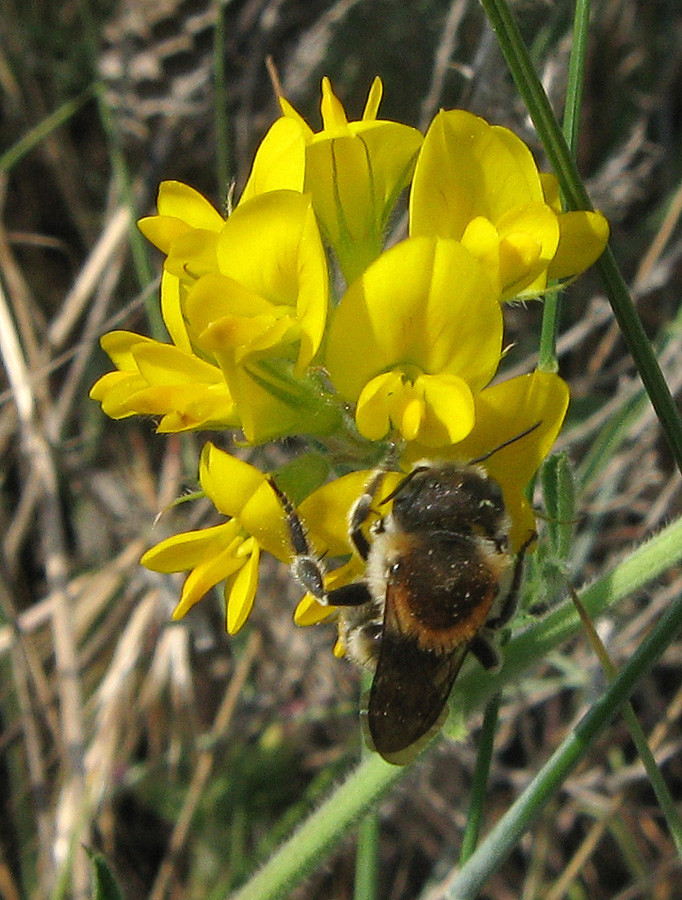 Image of Medicago falcata specimen.